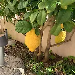 Casa Con Giardino E Biciclette Vicino Pineta Nyaraló