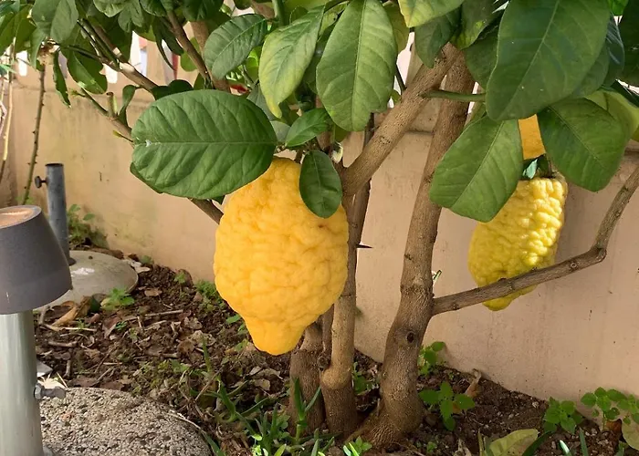 Casa Con Giardino E Biciclette Vicino Pineta Dom wakacyjny